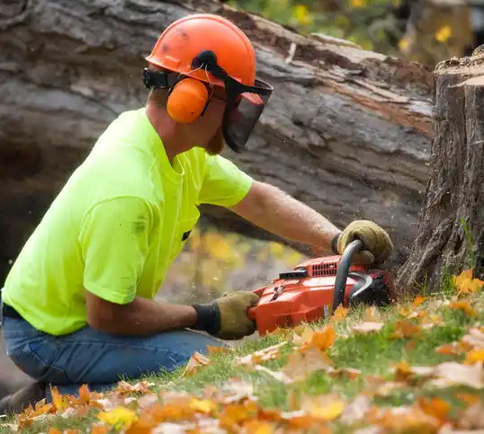 tree services Traverse City